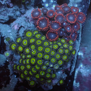 WYSIWYG Rainbow Zoa Combo Colony - Corals Anonymous