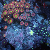 WYSIWYG Rainbow Zoa Combo Colony - Corals Anonymous