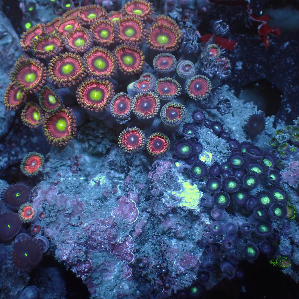 WYSIWYG Rainbow Zoa Combo Colony - Corals Anonymous