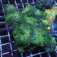 WYSIWYG Green Rhodactis Mushroom Colony (13+ Polyps) - Corals Anonymous