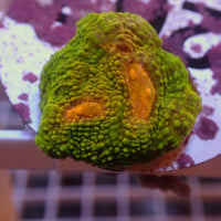 WYSIWYG Mummy Eye Chalice (0.5-1” Frag) - Corals Anonymous