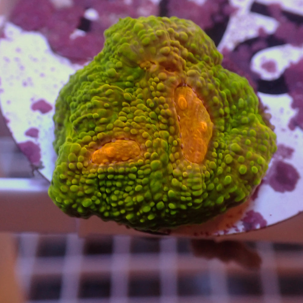 WYSIWYG Mummy Eye Chalice (0.5-1” Frag) - Corals Anonymous