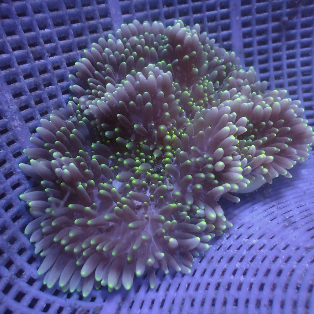 WYSIWYG Neon Tip Purple Sebae Anemone (6-7") - Corals Anonymous