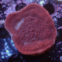 WYSIWYG Red Montipora (1-2") - Corals Anonymous