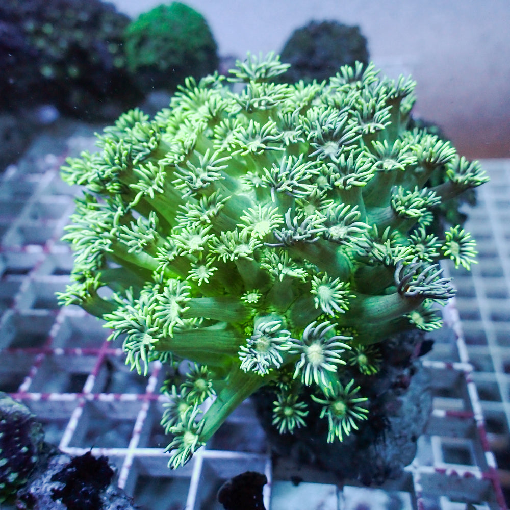WYSIWYG Minty Green Goniopora Colony (1-2