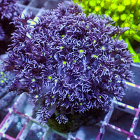 WYSIWYG Green Eye Purple Goniopora Colony (1-2") - Corals Anonymous