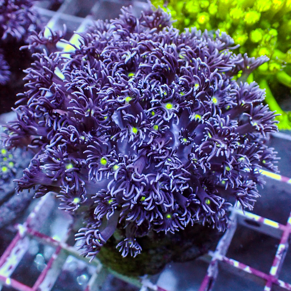 WYSIWYG Green Eye Purple Goniopora Colony (1-2