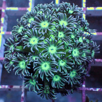 WYSIWYG Teal Goniopora Colony (1-2") - Corals Anonymous