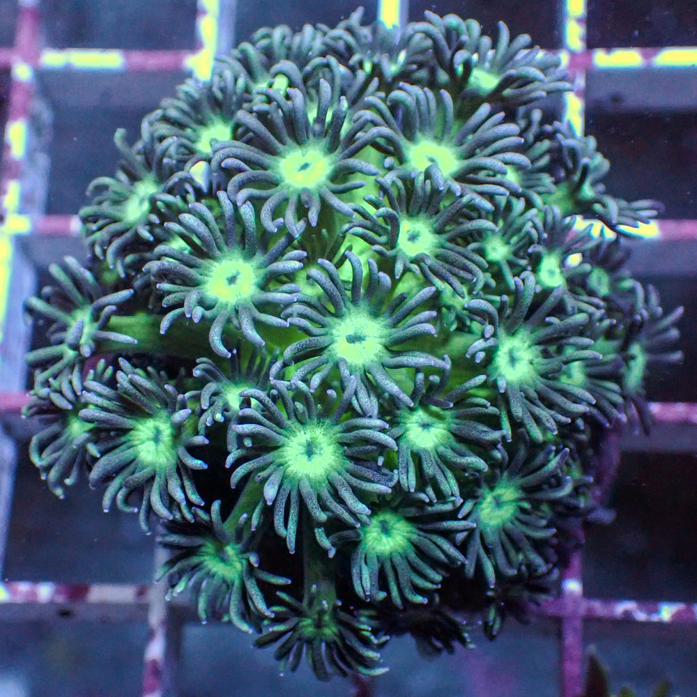 WYSIWYG Teal Goniopora Colony (1-2