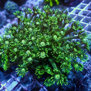 WYSIWYG Long Tentacle Neon Green Goniopora Colony (1-2") - Corals Anonymous
