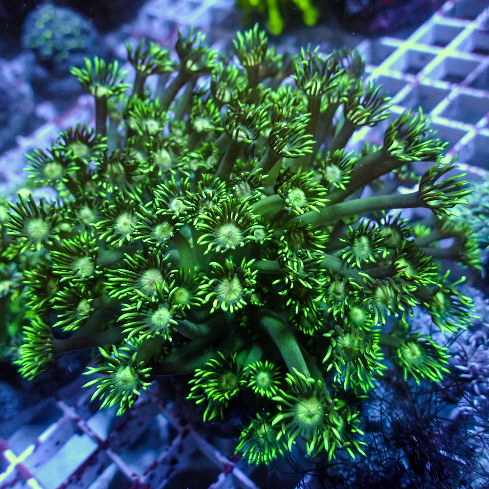 WYSIWYG Long Tentacle Neon Green Goniopora Colony (1-2