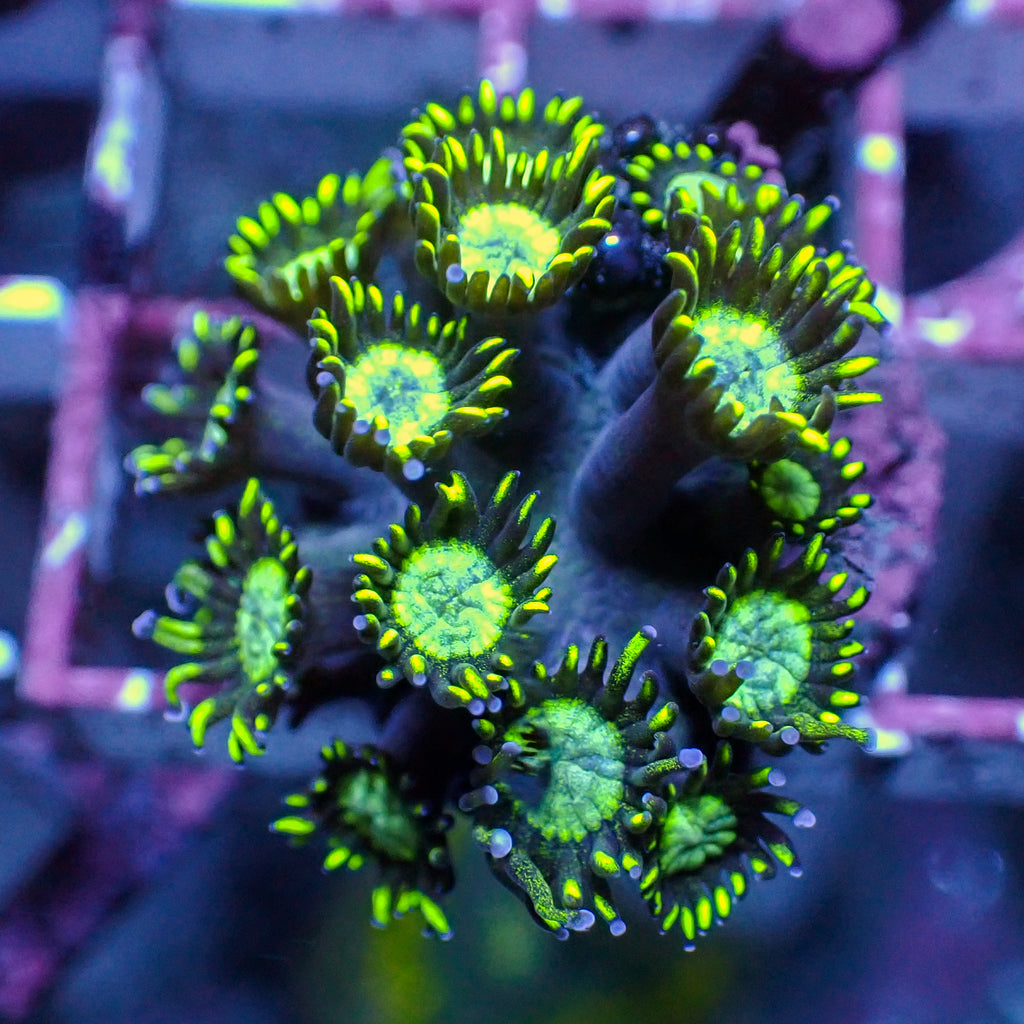 WYSIWYG Atomic Flower Bomb Goniopora (0.5-1") - Corals Anonymous