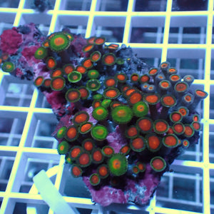 WYSIWYG Rainbow Zoa Combo Colony - Corals Anonymous
