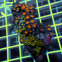 WYSIWYG Rainbow Zoa Combo Colony - Corals Anonymous