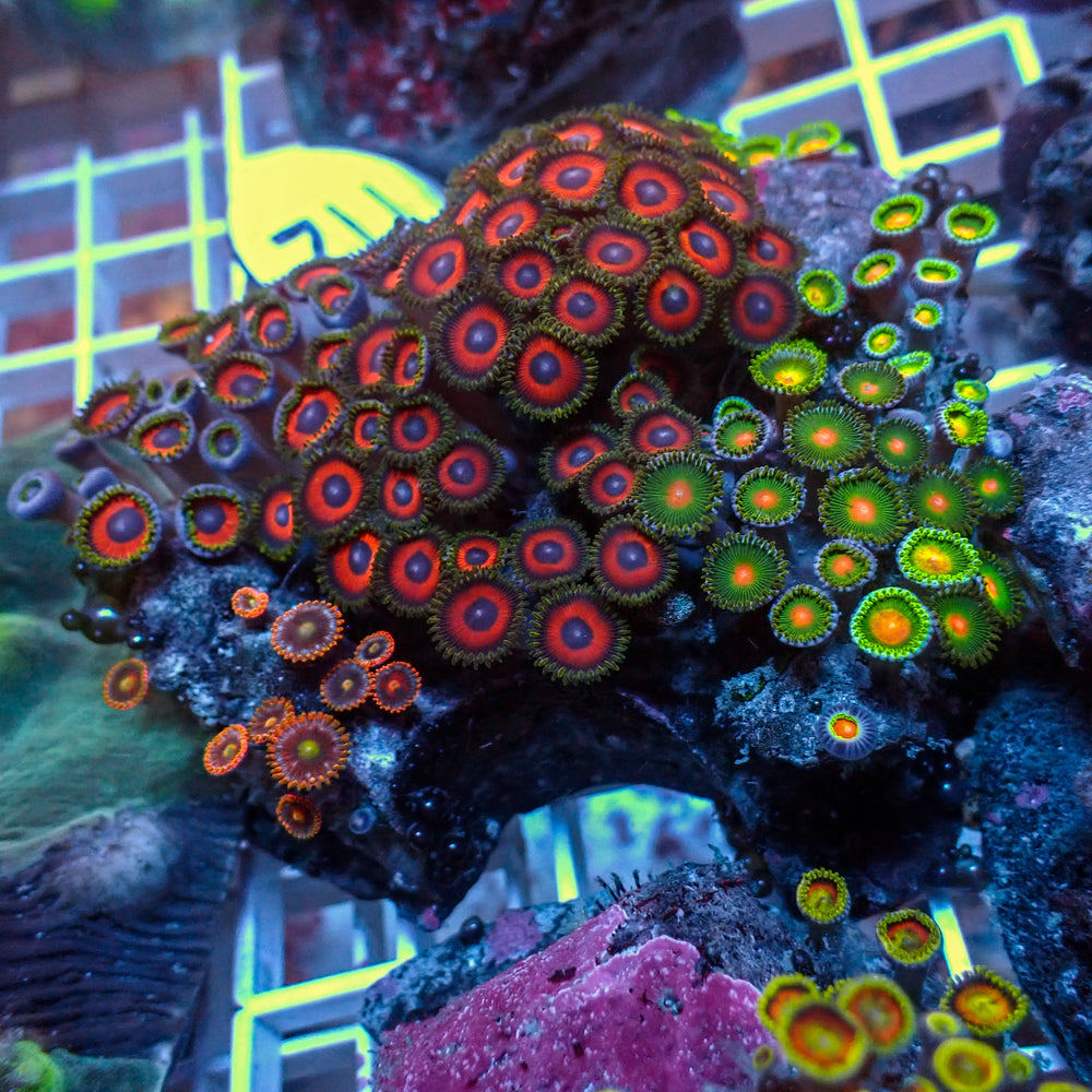 WYSIWYG Rainbow Zoa Combo Colony - Corals Anonymous