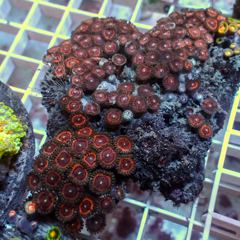 WYSIWYG Rainbow Zoa Combo Colony - Corals Anonymous
