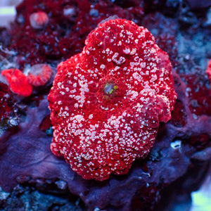 WYSIWYG Pink Speckled Bright Red Discosoma Mushroom - Corals Anonymous