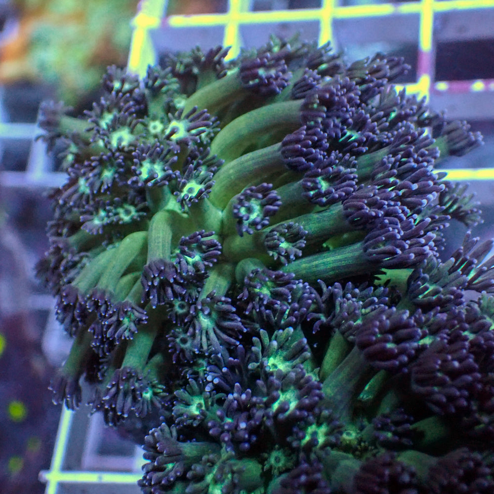 WYSIWYG Purple Green Goniopora Colony (1-2