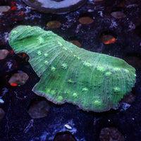 WYSIWYG Teal Chalice Colony (3-4") - Corals Anonymous
