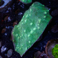 WYSIWYG Teal Chalice Colony (3-4") - Corals Anonymous