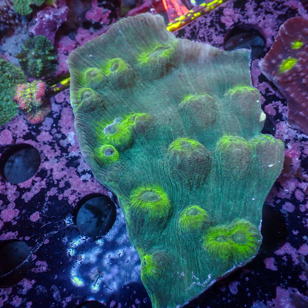 WYSIWYG Green Stunner Colony (3-4") - Corals Anonymous