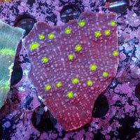 WYSIWYG Dragon Ball Z Chalice Colony (3-4") - Corals Anonymous