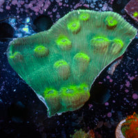 WYSIWYG Green Stunner Colony (3-4") - Corals Anonymous