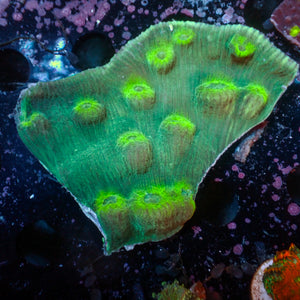 WYSIWYG Green Stunner Colony (3-4") - Corals Anonymous