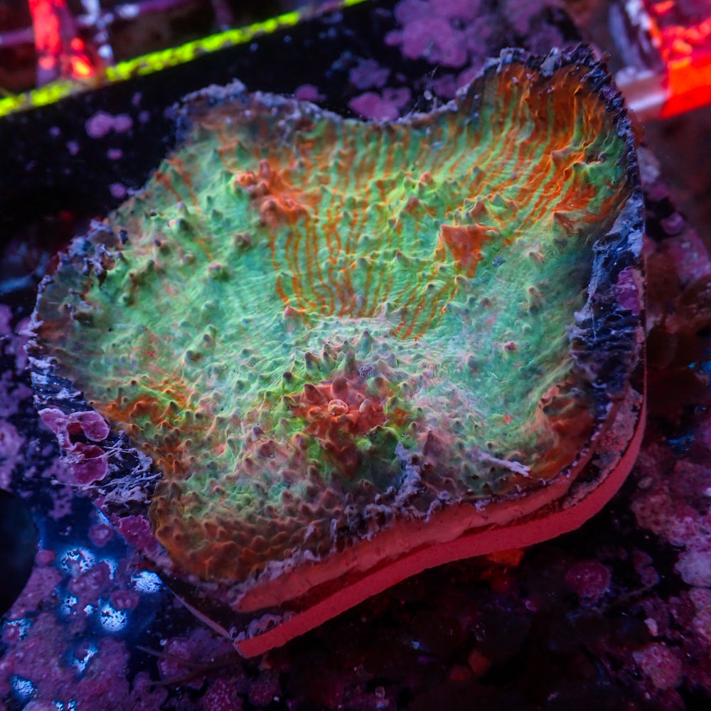 WYSIWYG Multicolor Superman Chalice Colony (3-4