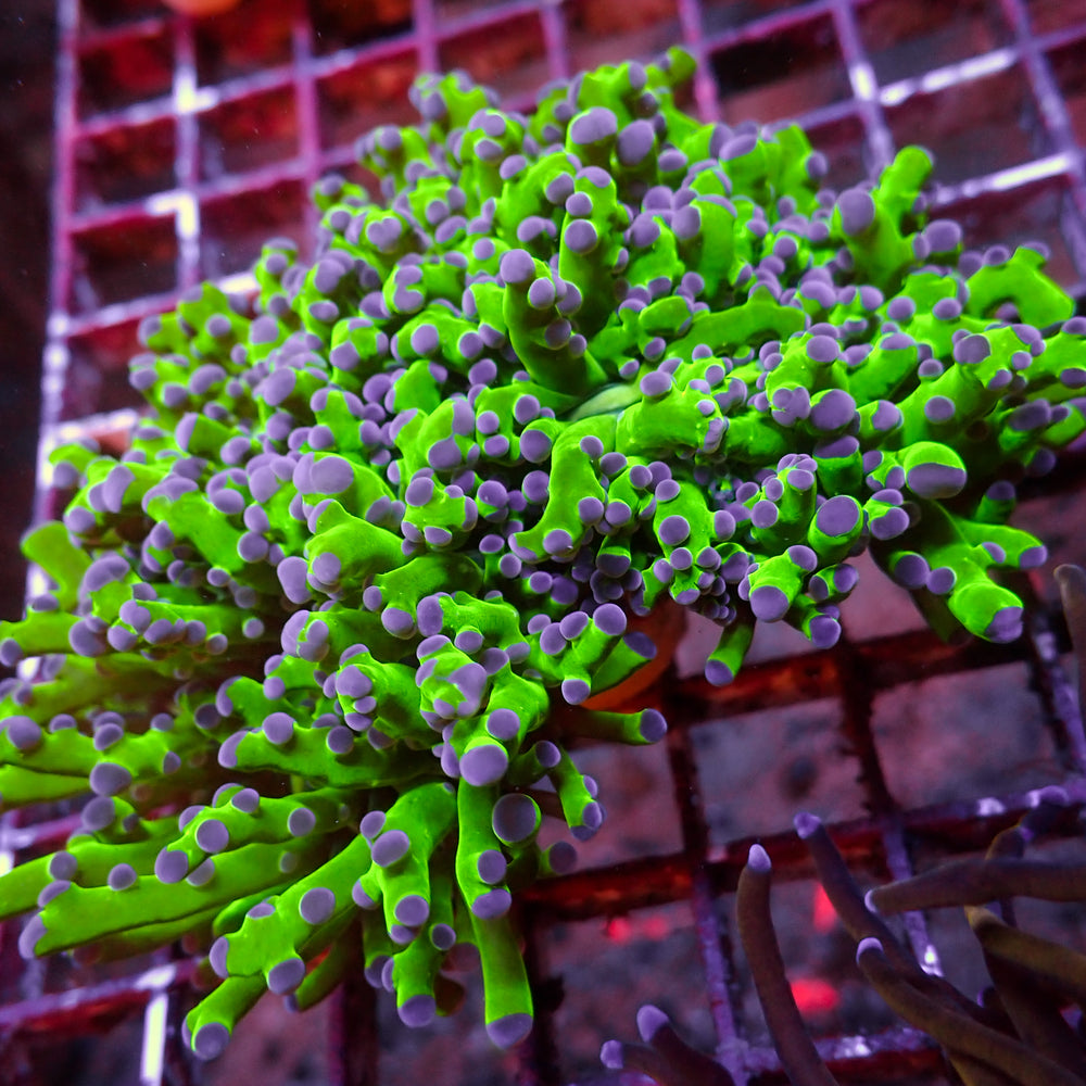 WYSIWYG Blue Tip Green Branching Frogspawn Colony (3 Polyps) - Corals Anonymous