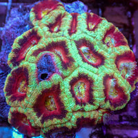 Sour Cherry Acans (2-3 Polyps)
