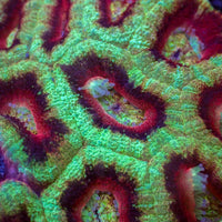 Sour Cherry Acans (2-3 Polyps)
