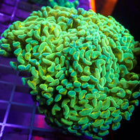 WYSIWYG Highlighter Gold Stem Green Wall Hammer (4-5")
