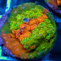 Bleeding Apple Cyphastrea (1" Frag)
