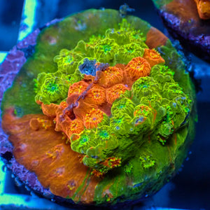 Bleeding Apple Cyphastrea (1" Frag)