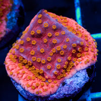 Passionburst Montipora (1" Frag)
