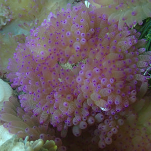 Lavender Haze Sebae Anemone (2-3”)