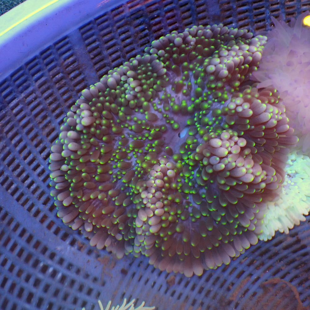 WYSIWYG Neon Tip Purple Sebae Anemone (4-5