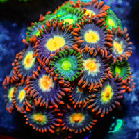 Multicolor Mixed Zoa (10-15 Polyps colony)
