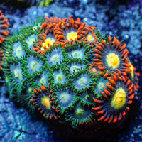 Multicolor Mixed Zoa (10-15 Polyps colony)
