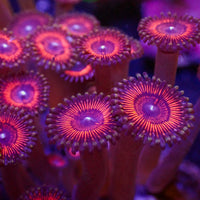 Metallic Red Zoa (10-15 Polyps colony)
