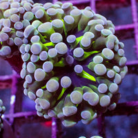 Green Vector Purple Tip Branching Hammer