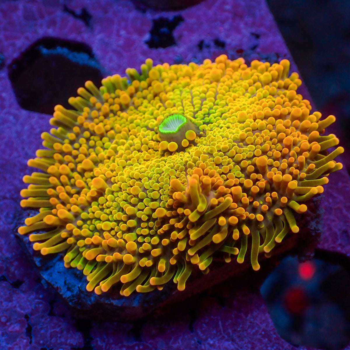 Pineapple Punch Rainbow Yuma Mushroom - Corals Anonymous