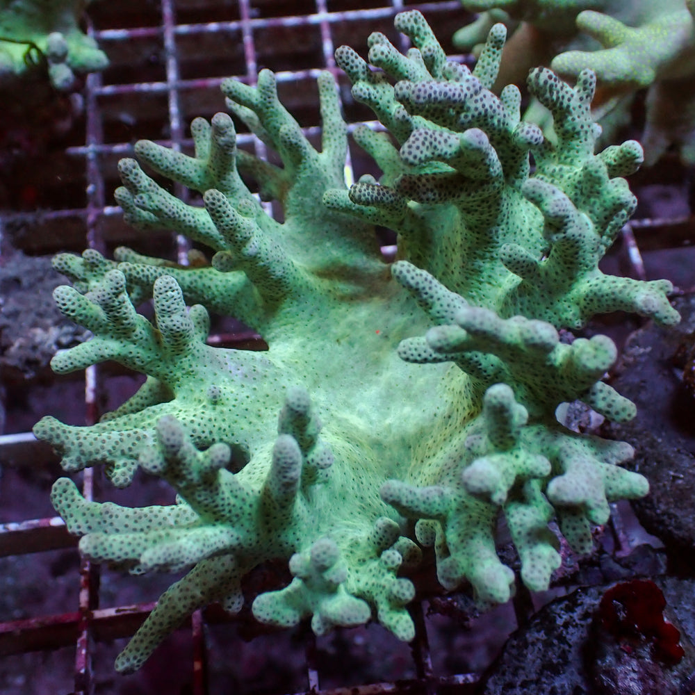 WYSIWYG Green Polyp Branching Leather Toadstool Sinularia (3-4