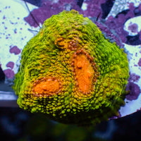 WYSIWYG Mummy Eye Chalice (0.5-1” Frag)