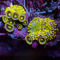 WYSIWYG Indo Electric Blue Yuma Mushroom Combo w/ Zoas