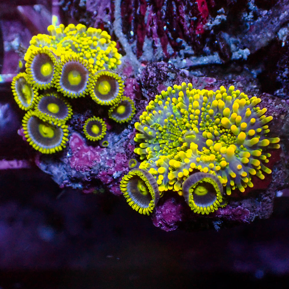 WYSIWYG Indo Electric Blue Yuma Mushroom Combo w/ Zoas