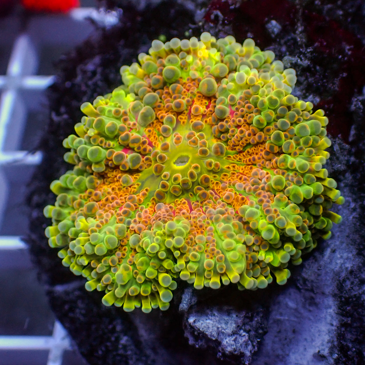 Guava Sunrise Rainbow Yuma Mushroom - Corals Anonymous