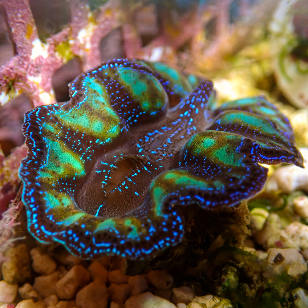 WYSIWYG Blue Tigress Tridacna Crocea Clam (Aquaculture)
