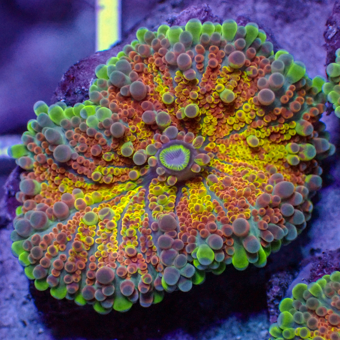 Flamin' Hot Rainbow Yuma Mushroom - Corals Anonymous